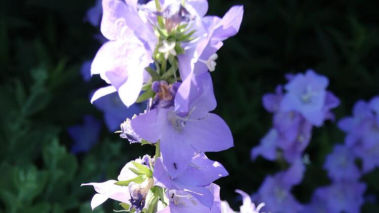 Blick in den Garten von Rainer und Rosi Gilke. Foto: Jürgen Gärtner