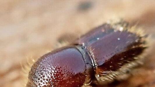 Winzig, aber eine große Gefahr: Der Borkenkäfer breitet sich aus.