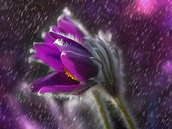 Symbolbild: Blume im Regen