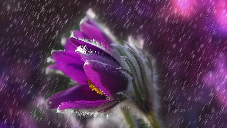 Symbolbild: Blume im Regen