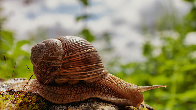Nat&uuml;rlicher Schneckenschutz: Omas bester Trick im Garten