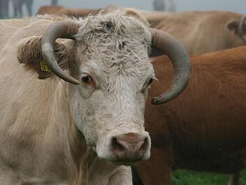 Den Kühen und Bullen auf der Weide ist TTIP schnuppe, Landwirte - besonders die Milchbauern - fürchten dagegen um ihre Existenz. Foto: Anja Vorndran