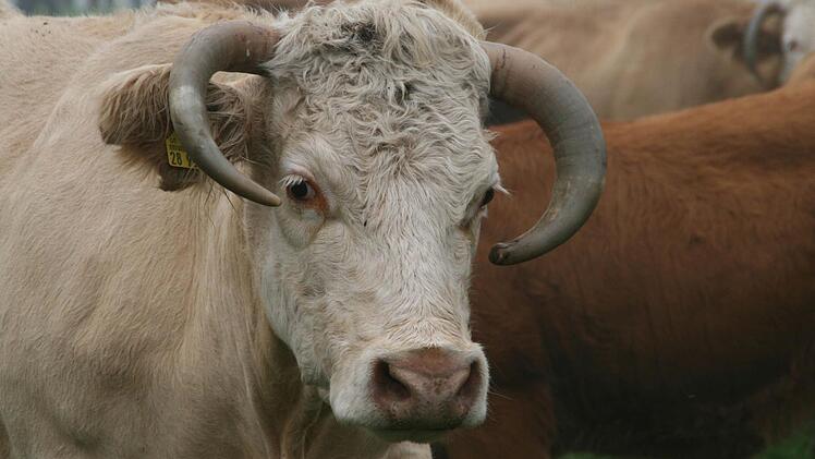 Den Kühen und Bullen auf der Weide ist TTIP schnuppe, Landwirte - besonders die Milchbauern - fürchten dagegen um ihre Existenz. Foto: Anja Vorndran