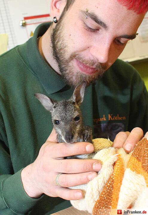 Kängurubaby im Tierpark Köthen