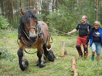 Das belgische Kaltblut Igor war ein unentbehrlicher Partner bei den  Auslichtungsarbeiten am Dünsberg oberhalb von Oberelsbach. Wolfgang  Klüber zog mit ihm die Stämme an den Weg. Foto: Marion Eckert