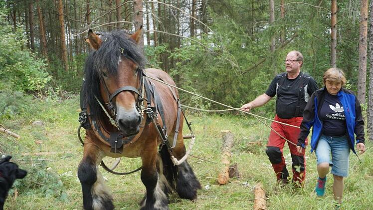 Das belgische Kaltblut Igor war ein unentbehrlicher Partner bei den  Auslichtungsarbeiten am Dünsberg oberhalb von Oberelsbach. Wolfgang  Klüber zog mit ihm die Stämme an den Weg. Foto: Marion Eckert