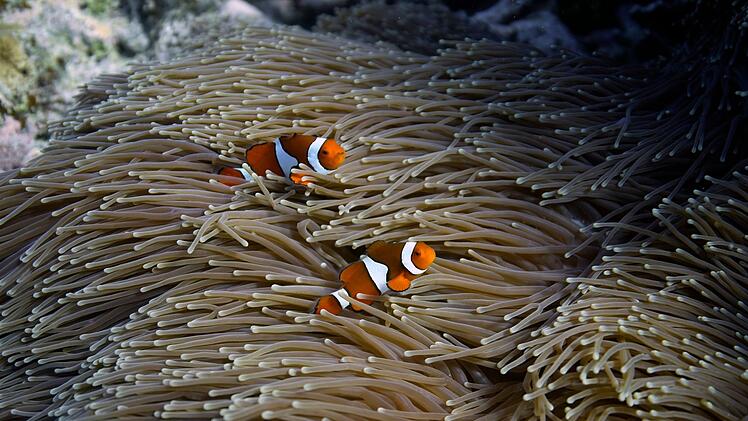 IUCN: 96 Prozent der Flachwasser-Korallenriffe stark bedroht