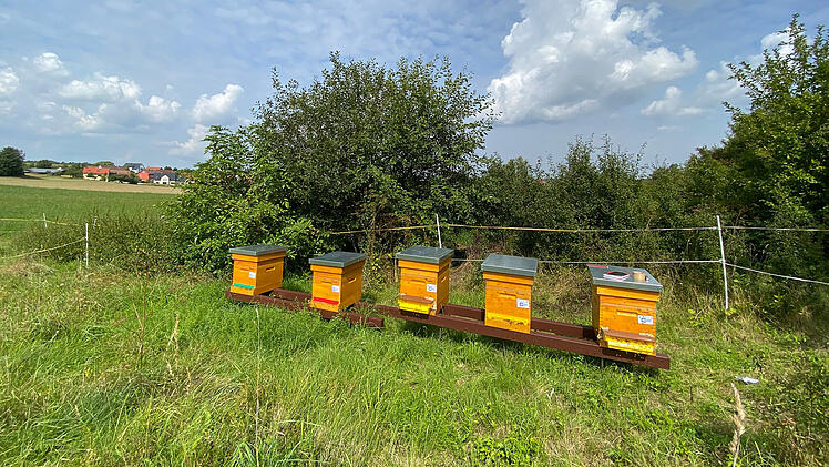 Vielfalt der Pflanzen stärkt Honigbienen im Winter