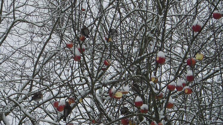 Nicht geerntete Äpfel geben den Vögeln nun Nahrung. Foto: Waltraud Neder