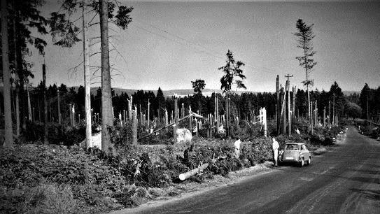 Die Landschaft glich nach dem Sturm am Rennsteig wie ein Schlachtfeld. Repro: Gerd Fleischmann