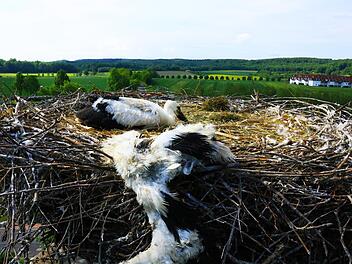 Trauriger Vorfall hoch droben &uuml;ber Bad Rodach: Einer der beiden Jungv&ouml;gel vom Storchenhorst am Kurpark ist verendet. Dem zweiten Jungvogel geht es aber auf den ersten Blick noch gut.