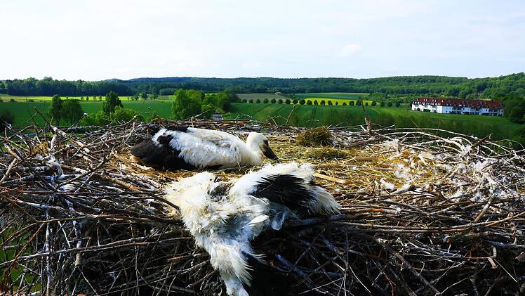 Trauriger Vorfall hoch droben &uuml;ber Bad Rodach: Einer der beiden Jungv&ouml;gel vom Storchenhorst am Kurpark ist verendet. Dem zweiten Jungvogel geht es aber auf den ersten Blick noch gut.