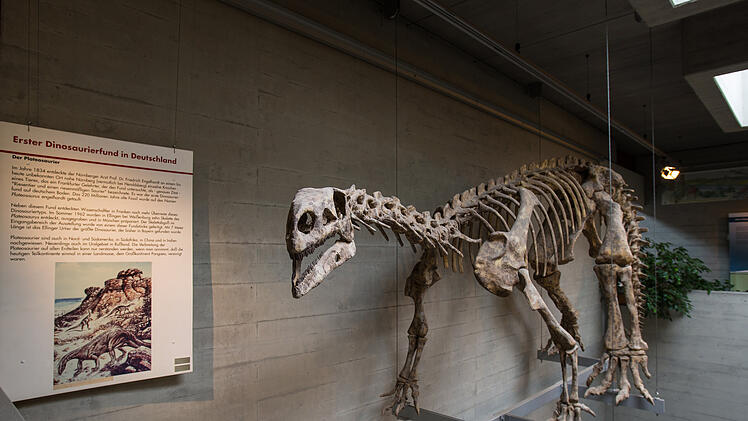 Naturhistorisches Museum Nürnberg