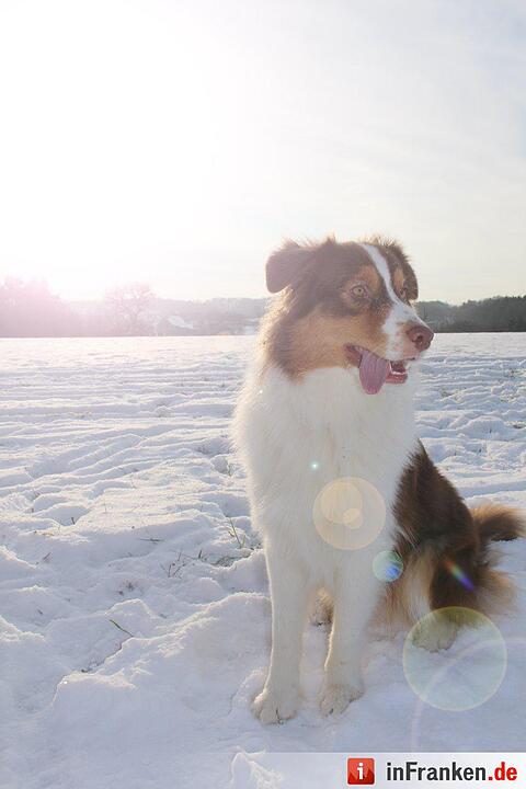Auf den Hund gekommen: Die schönsten fränkischen Hunde unserer Nutzer