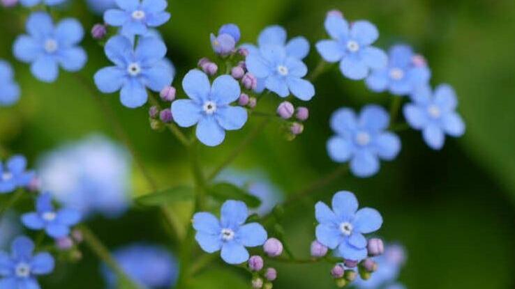 Kaukasisches Vergissmeinnicht