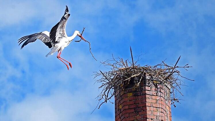 Selbst der hohe Kamin auf dem Kuwe-Schlot ist wieder ein Ziel: Viele Störche suchen weiter nach geeigneten Nistplätzen.  Fotos: Heinz Czellnik