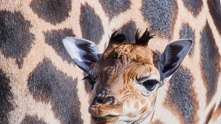 Giraffennachwuchs im Zoo