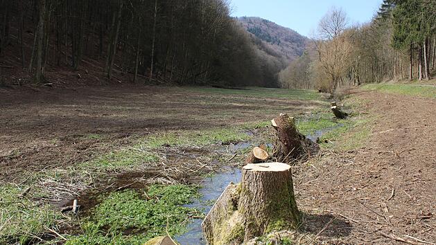 Baumf&auml;llung im Altenthal  Foto: BN