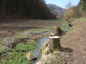 Baumfällung im Altenthal  Foto: BN