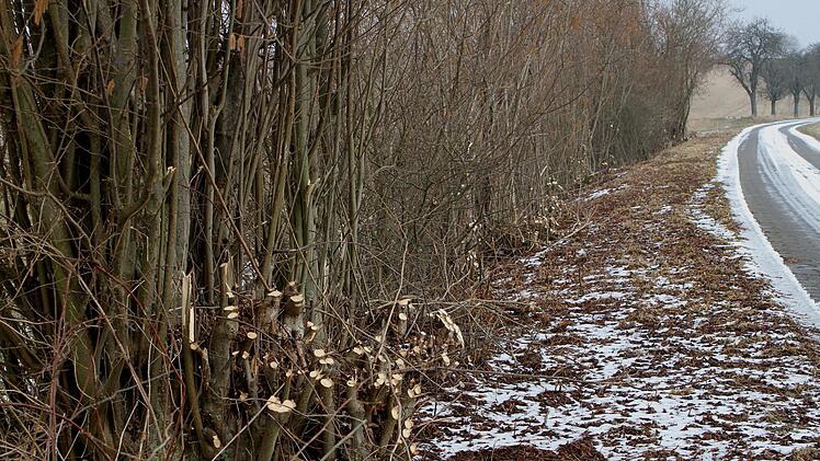 Um den richtigen Heckenschnitt ging es bei der Jahresversammlung der Imker. Dazu gab es Lob und Kritik.