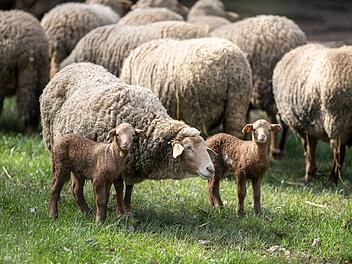 Tiergarten Nürnberg: Blauzungenkrankheit gefährdet Existenz von bedrohter Schafrasse - "Große Gefahr"