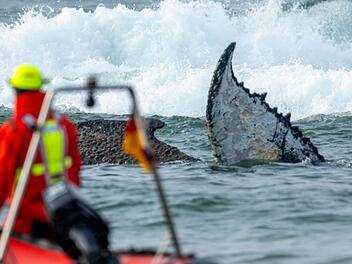 Wal an der Ostseek&uuml;ste gestrandet &ndash; Rettung l&auml;uft