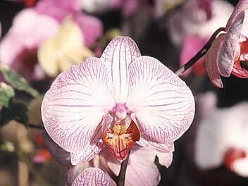 Orchideen Foto:CMA