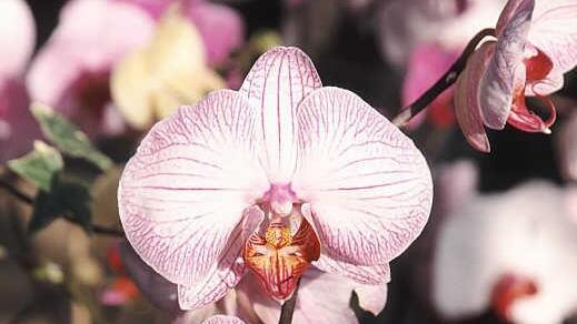 Orchideen Foto:CMA