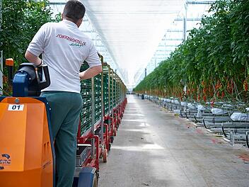 Bis zu 4000 Tonnen Tomaten im Jahr wollen die Nürnberger Gemüsebauern im Mega-Gewächshaus bei Feulersdorf produzieren. Foto: Firma Scherzer