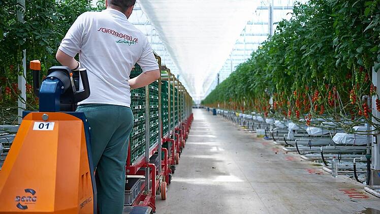 Bis zu 4000 Tonnen Tomaten im Jahr wollen die Nürnberger Gemüsebauern im Mega-Gewächshaus bei Feulersdorf produzieren. Foto: Firma Scherzer