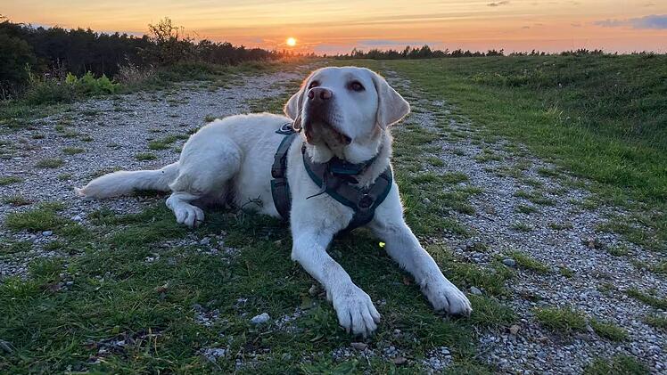 Labrador-Hündin Hanni konnte durch eine Blutspende gerettet werden.