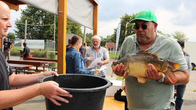 Siegfried Fried brachte einen kapitalen Aischgründer zur Waage. Foto: Evi Seeger