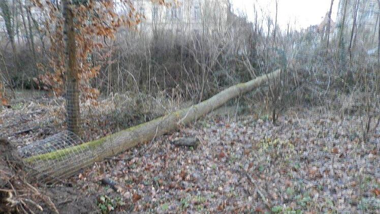 Das Gartenamt der Stadt musste sich  um Sturmschäden im Hain kümmern. Foto: Garten- und Friedhofsamt