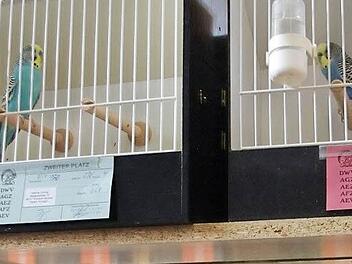 Morgen und übermorgen ist die Vogelschau in Mitwitz für insgesamt 14 Stunden geöffnet. Foto: Heike Schülein, Archiv