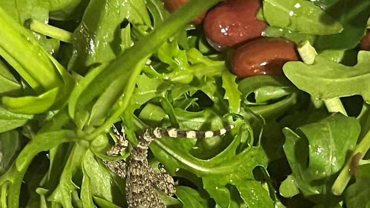 Lebender Gecko in Packung mit Rucola-Salat gefunden