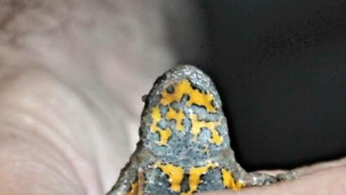 Eine Gelbbauchunke aus einer Fahrrinne im Auholz hält Förster Wolfgang Gnannt.  Foto: Helmut Will