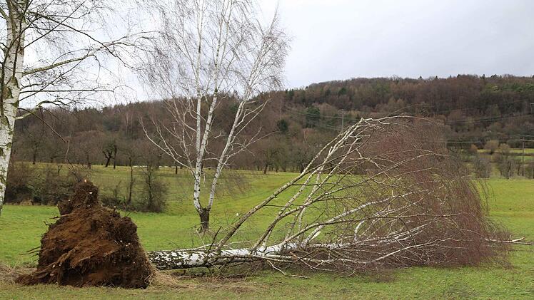 Entwurzelter Baum bei LützelsdorfFoto: Franz Galster