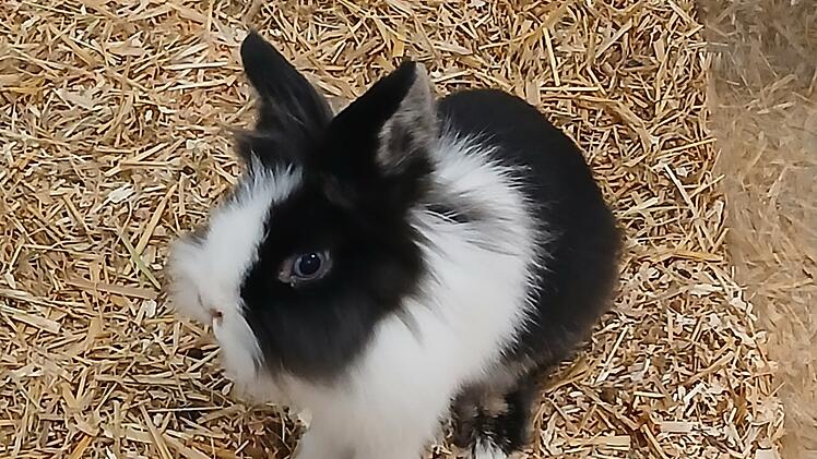 Tierheim Hof: Zwei Kaninchen einfach in Box in Garten gelegt - ausgesetzt!