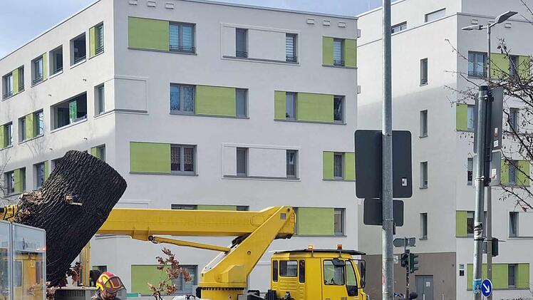 Nürnberg: Baum in Kita umgestürzt - Mutter empört - "hätte Kinder töten können"