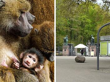 Tiergarten N&uuml;rnberg: 7 Pavianbabys verstorben - Tiersch&uuml;tzer mit schweren Vorw&uuml;rfen