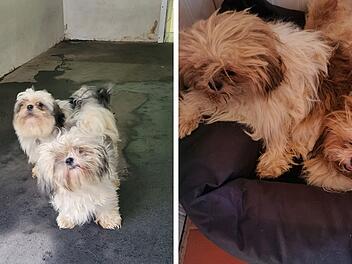 Tierheim Kulmbach geschockt nach Hunde-Fund: "Wer verdammt macht diese S...?"