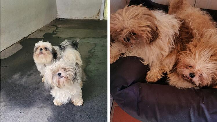 Tierheim Kulmbach geschockt nach Hunde-Fund: "Wer verdammt macht diese S...?"