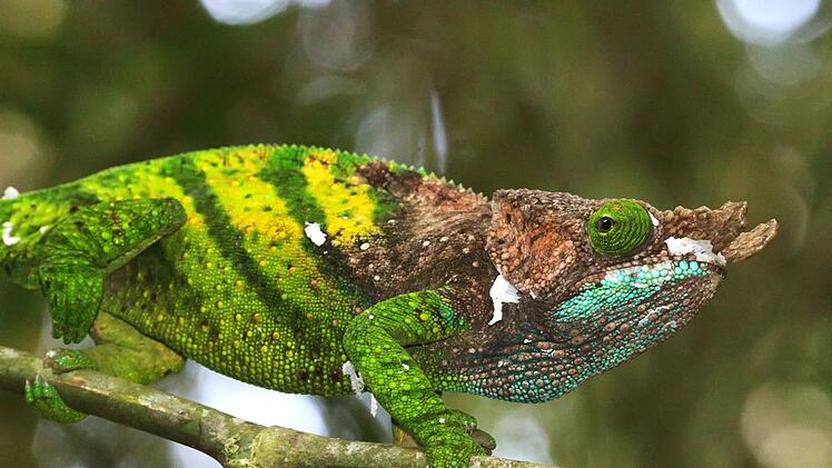 Forscher warnen: Inselreptilien sterben unbemerkt aus