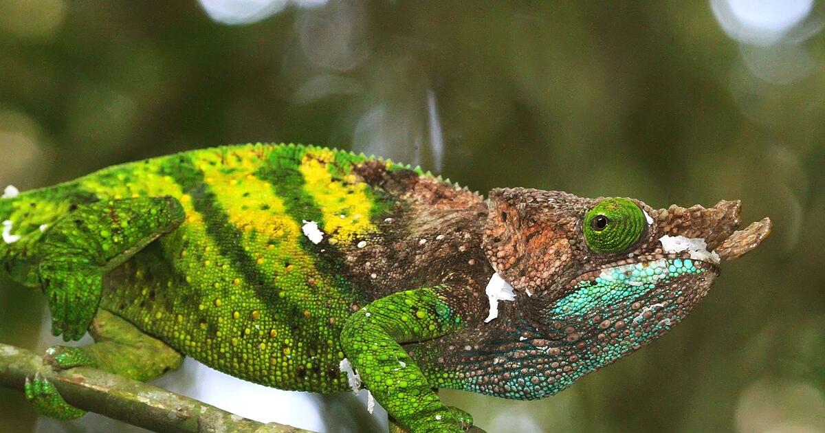 Inselreptilien-verschwinden-bevor-man-sie-berhaupt-kennt