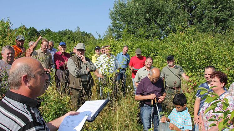 Der Graswuchs erfordert in der Eichenansaatfläche eine besondere Pflege, manche Eicheln oder Walnüsse sind erst nach ein, zwei Jahren aufgegangen.