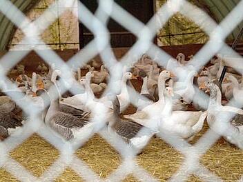 Stallpflicht für Geflügel wegen Vogelgrippe