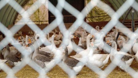 Stallpflicht für Geflügel wegen Vogelgrippe