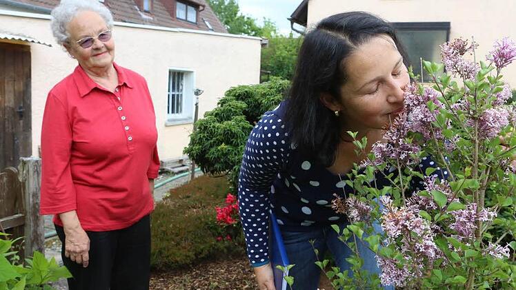 Der Zwergflieder gehört zu Annemarie heidenreichs Lieblingen im Garten. Nach einem Schnuppertest weiß Rundschau-Redakteurin Dagmar Besand, warum das so ist. Foto: Barbara Herbst