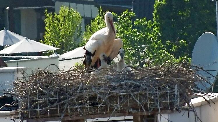 Im Nest auf der Beyschlag'schen Apotheke werden zwei Jungstörche von ihren Eltern versorgt. Foto: Manfred Welker