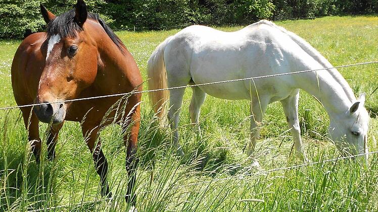 Die beiden Wallache Sunny (links) und Chino in der Pferdekoppel bei Neukenroth  Foto: privat